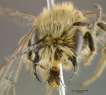 Media type: image;   Entomology 609582 Aspect: head frontal view